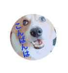 コーギー  日常会話！！（個別スタンプ：3）