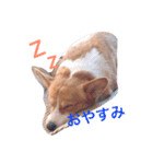 コーギー  日常会話！！（個別スタンプ：4）