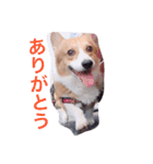 コーギー  日常会話！！（個別スタンプ：5）