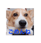 コーギー  日常会話！！（個別スタンプ：6）