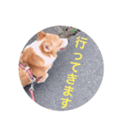 コーギー  日常会話！！（個別スタンプ：7）
