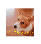 コーギー  日常会話！！（個別スタンプ：8）