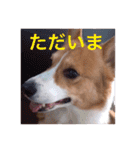 コーギー  日常会話！！（個別スタンプ：9）