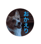 コーギー  日常会話！！（個別スタンプ：10）