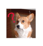 コーギー  日常会話！！（個別スタンプ：14）