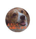 コーギー  日常会話！！（個別スタンプ：16）