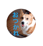 コーギー  日常会話！！（個別スタンプ：18）
