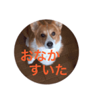コーギー  日常会話！！（個別スタンプ：22）