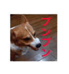 コーギー  日常会話！！（個別スタンプ：24）