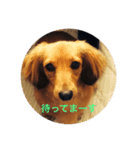 maroazu（個別スタンプ：3）