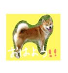 レオ太①（個別スタンプ：3）