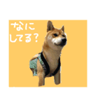 レオ太①（個別スタンプ：7）