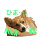 ライムisコーギー（個別スタンプ：2）
