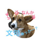 ライムisコーギー（個別スタンプ：6）