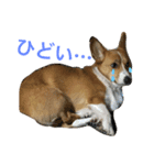 ライムisコーギー（個別スタンプ：7）