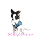 ソルの日常（個別スタンプ：1）