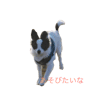 ソルの日常（個別スタンプ：2）