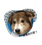 Lin Ron's facial expression pro（個別スタンプ：9）