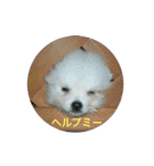 小さなポメ（個別スタンプ：9）