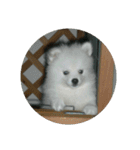 小さなポメ（個別スタンプ：10）