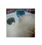 小さなポメ（個別スタンプ：11）