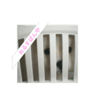 小さなポメ（個別スタンプ：14）