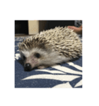 ハリネズミのハリー1（個別スタンプ：17）