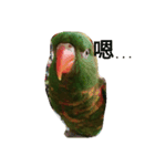 Cute＆Fat Bird（個別スタンプ：1）