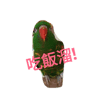 Cute＆Fat Bird（個別スタンプ：2）