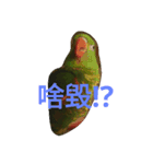 Cute＆Fat Bird（個別スタンプ：4）