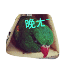 Cute＆Fat Bird（個別スタンプ：7）