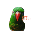 Cute＆Fat Bird（個別スタンプ：8）