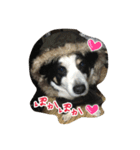 RikU dog（個別スタンプ：1）