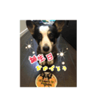 RikU dog（個別スタンプ：3）