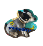 RikU dog（個別スタンプ：4）