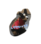 RikU dog（個別スタンプ：5）