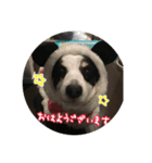 RikU dog（個別スタンプ：6）