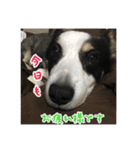 RikU dog（個別スタンプ：7）