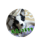 RikU dog（個別スタンプ：8）