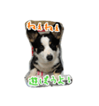 RikU dog（個別スタンプ：9）