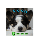 RikU dog（個別スタンプ：11）