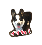 RikU dog（個別スタンプ：13）
