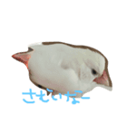 まろのちゅけ（個別スタンプ：1）