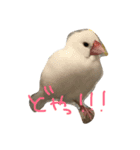 まろのちゅけ（個別スタンプ：3）