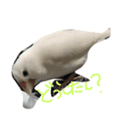 まろのちゅけ（個別スタンプ：4）