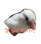 まろのちゅけ（個別スタンプ：8）