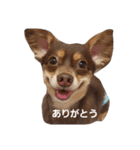 Mash-529（個別スタンプ：8）