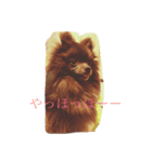 Daily Life of Two POMERANIANS（個別スタンプ：1）