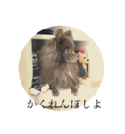 Daily Life of Two POMERANIANS（個別スタンプ：2）