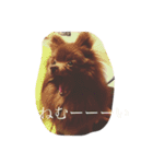 Daily Life of Two POMERANIANS（個別スタンプ：3）